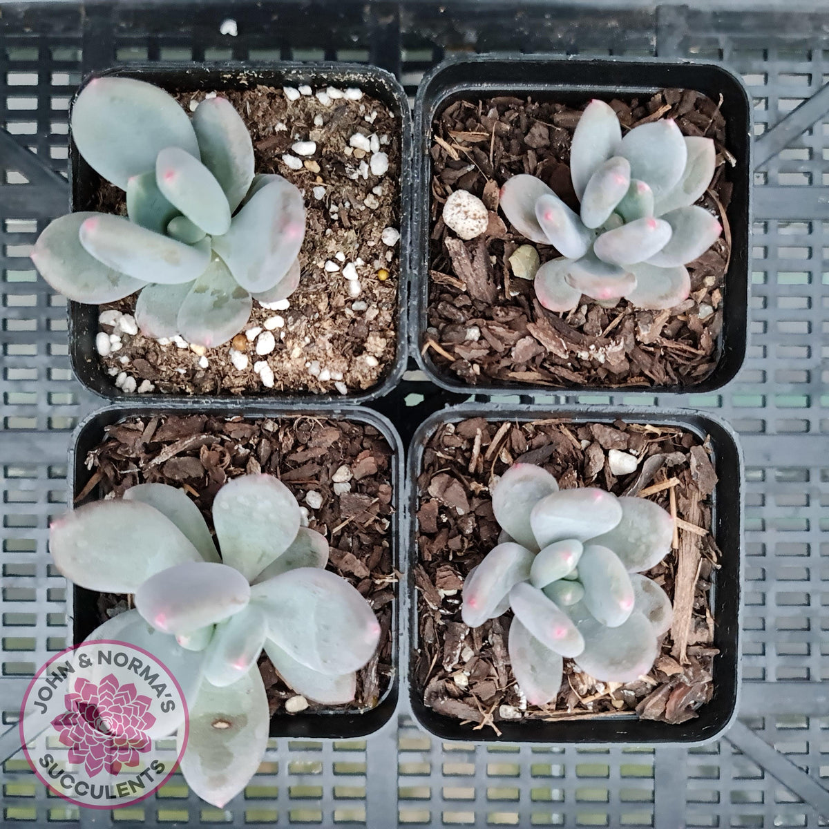 Pachyphytum garciae 'Green Apple'