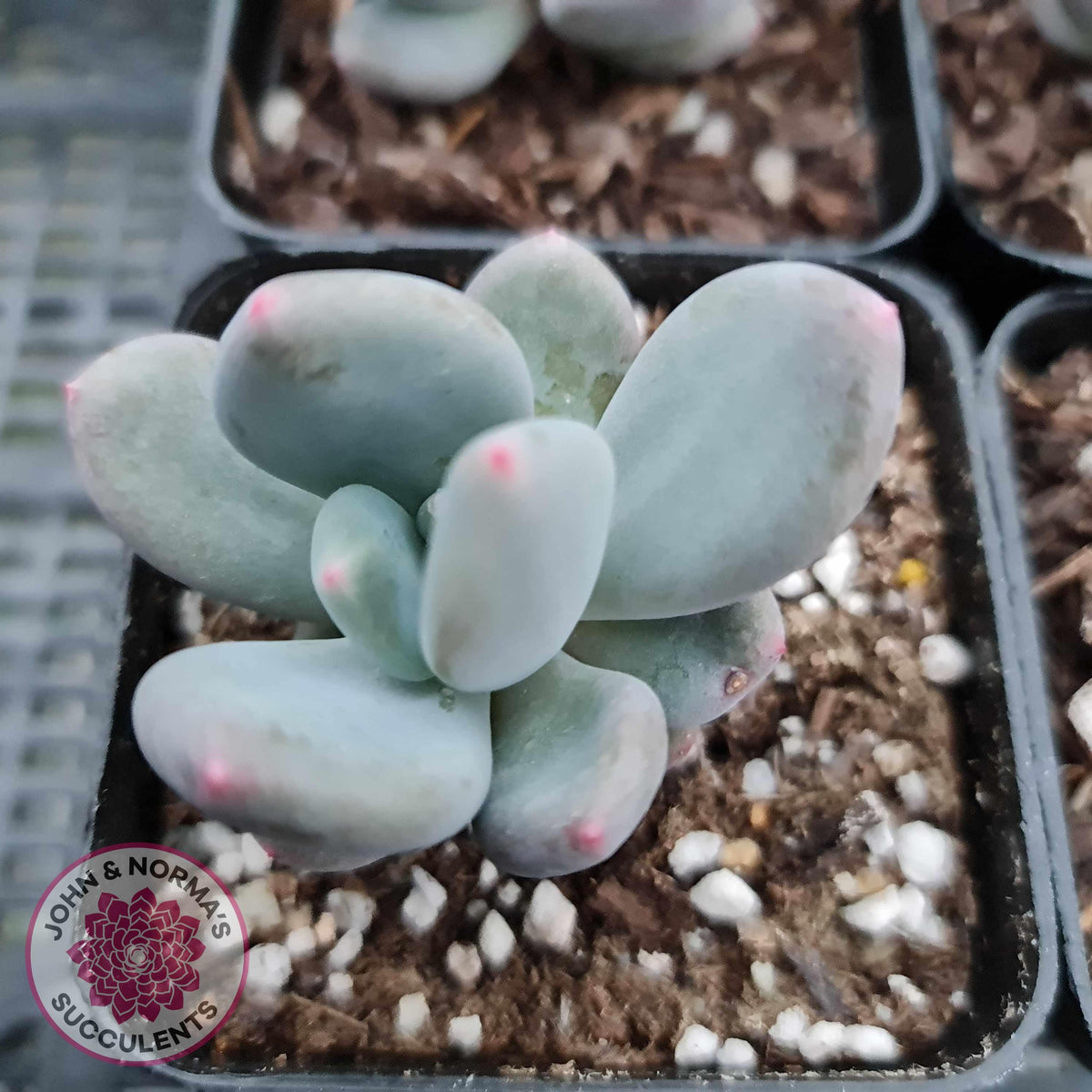 Pachyphytum garciae 'Green Apple'