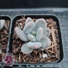 Load image into Gallery viewer, Pachyphytum Green Apple - John & Norma's Succulents