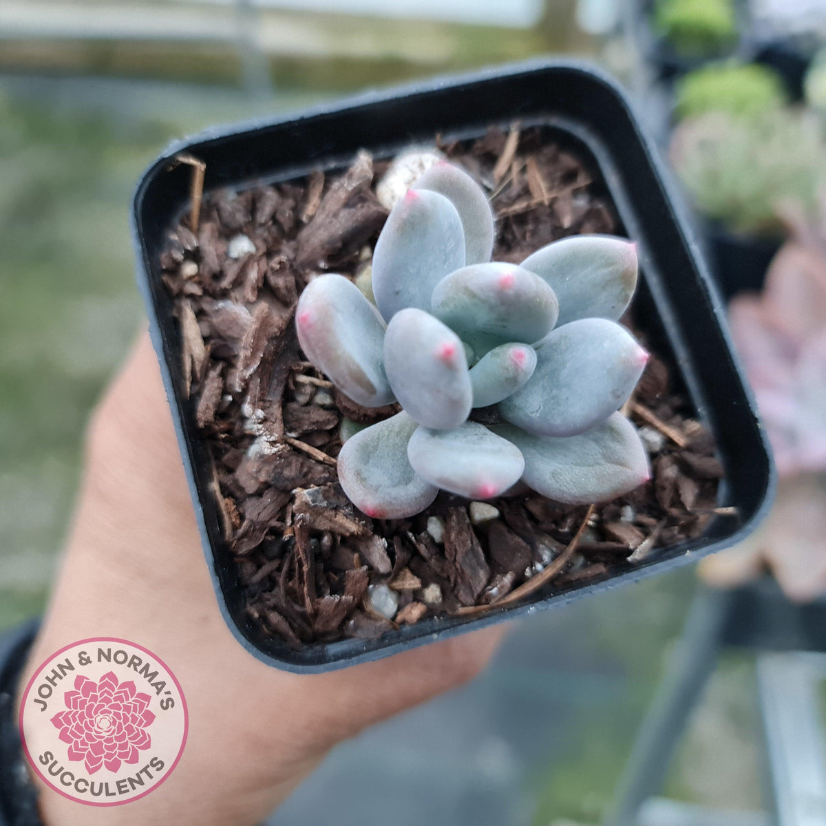 Pachyphytum garciae 'Green Apple'