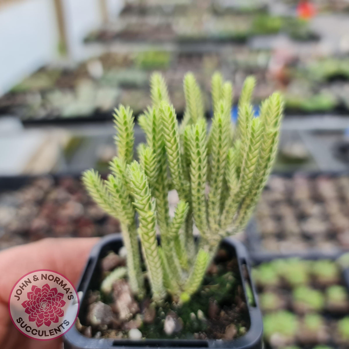 Crassula muscosa variegata