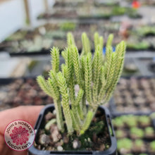 Load image into Gallery viewer, Crassula muscosa variegata - John & Norma's Succulents