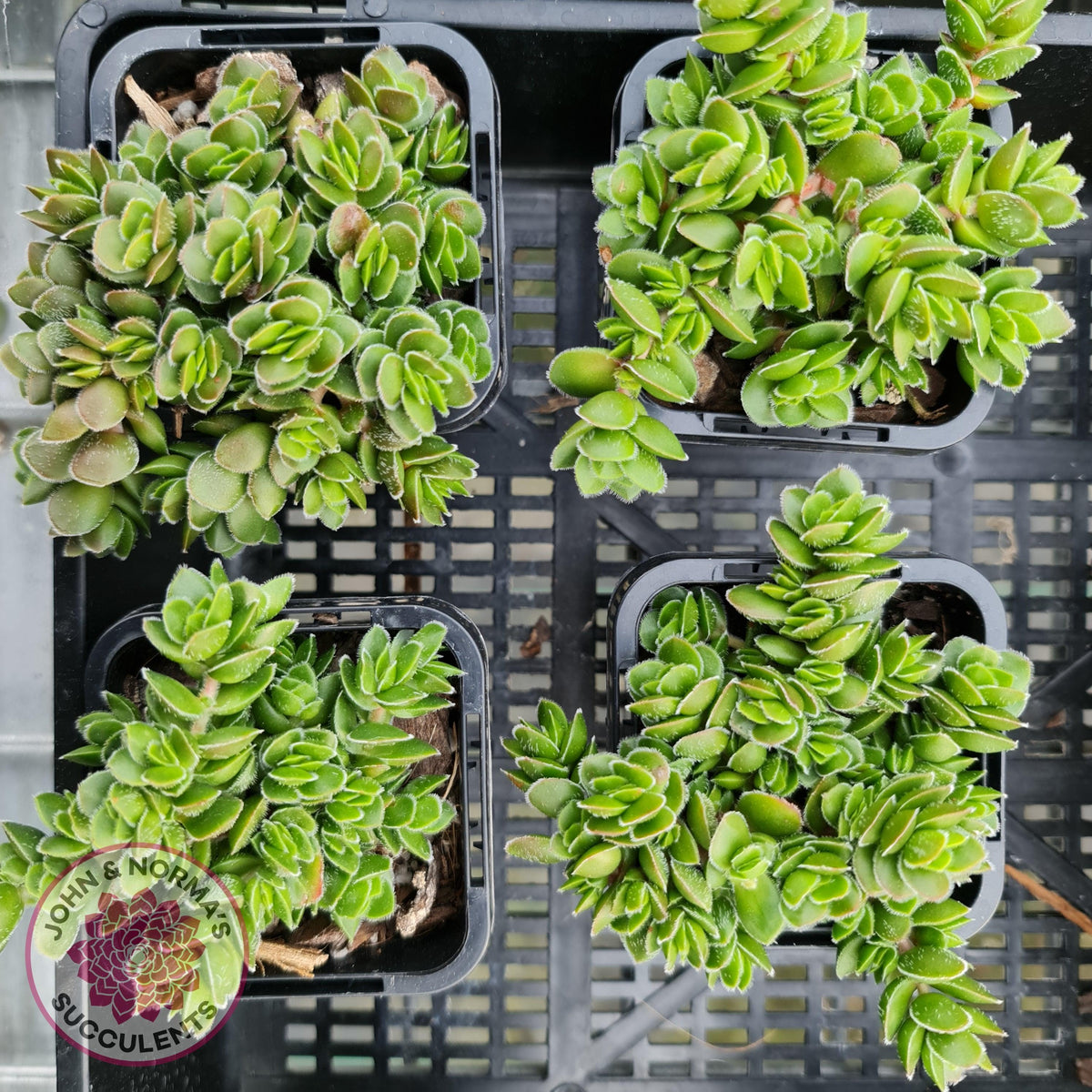 Crassula lanuginosa var. pachystemon 'David'