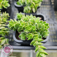 Load image into Gallery viewer, Crassula lanuginosa var. pachystemon 'David' - John & Norma's Succulents