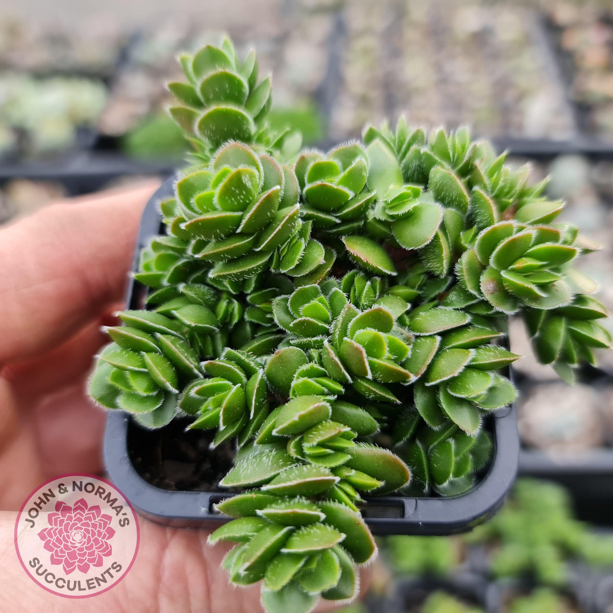Crassula lanuginosa var. pachystemon 'David'