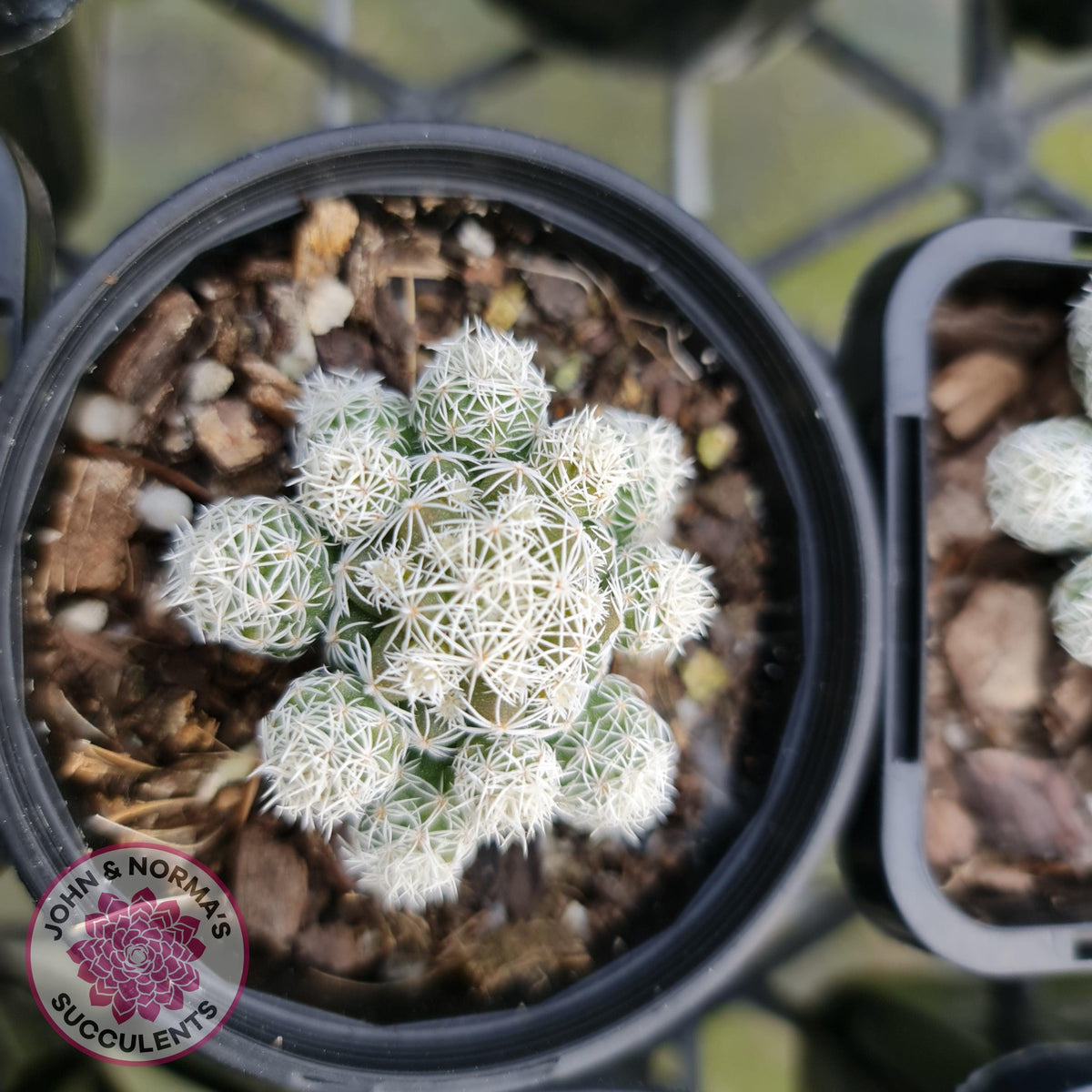 Mammillaria gracilis fragilis 'Thimble Cactus'