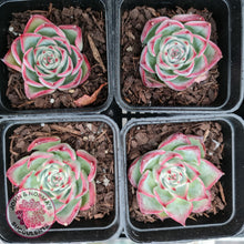 Load image into Gallery viewer, Echeveria Soul Heart - John & Norma's Succulents