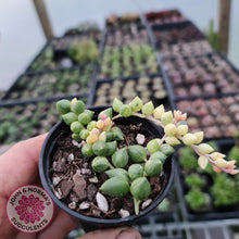 Load image into Gallery viewer, Senecio 'Angels Tears' - John & Norma's Succulents