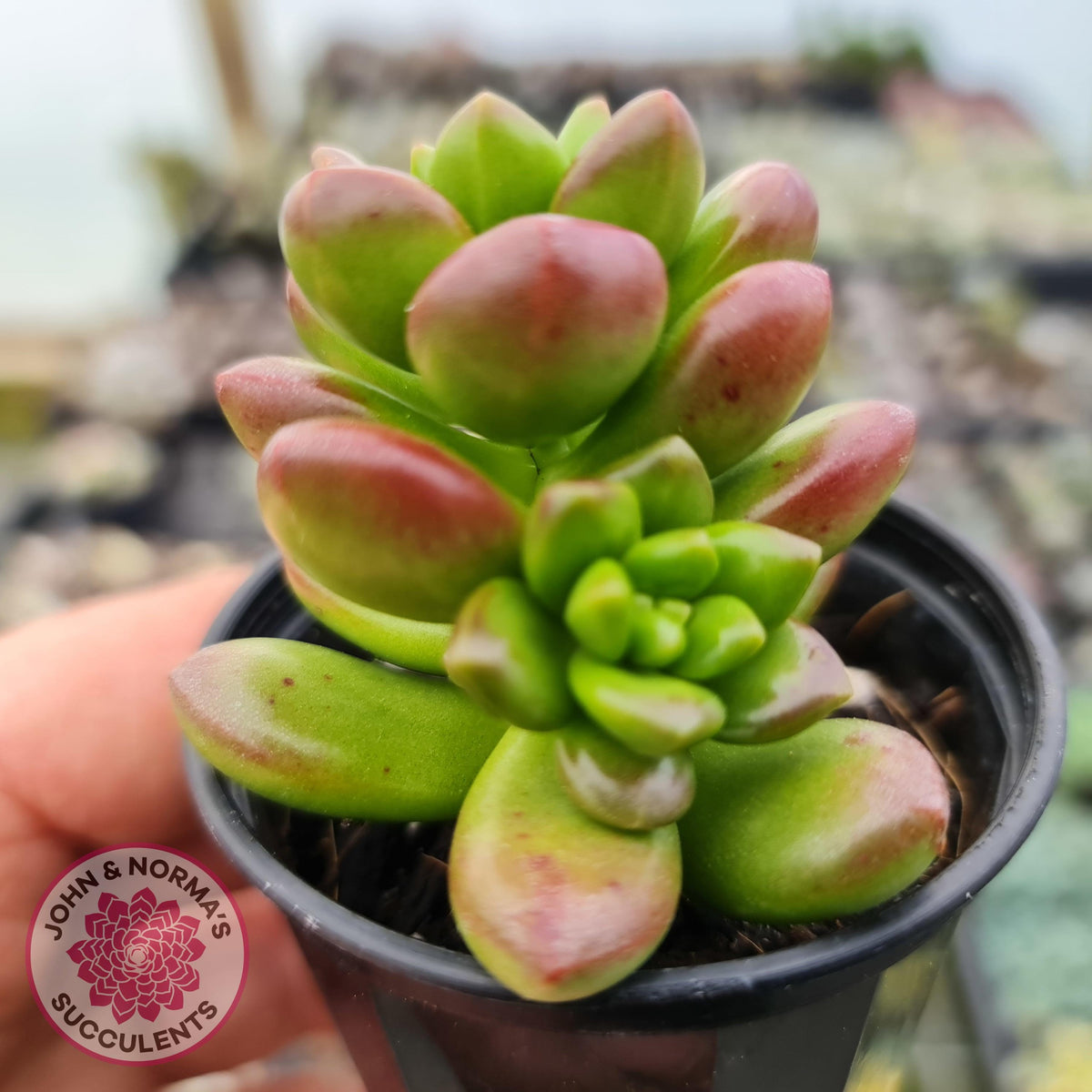 Sedum lucidum 'Obesum'