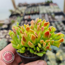 Load image into Gallery viewer, Cotyledon Papillaris (String Form) - John & Norma's Succulents