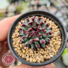 Load image into Gallery viewer, Sempervivum Grigg's Surprise - John & Norma's Succulents