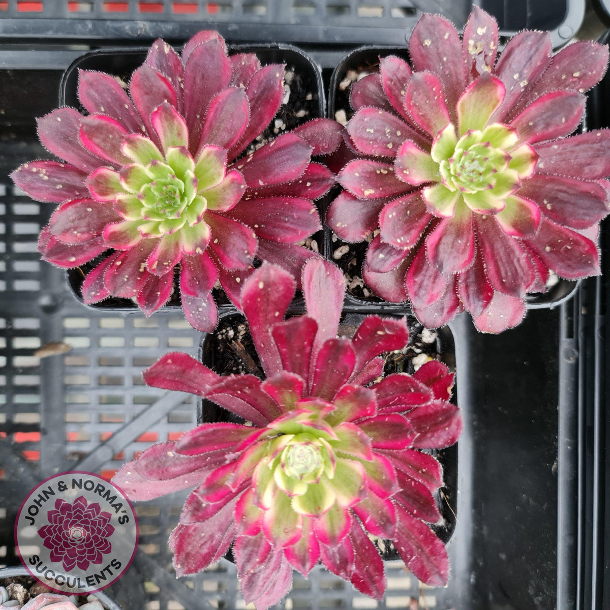 Aeonium Mardi Gras