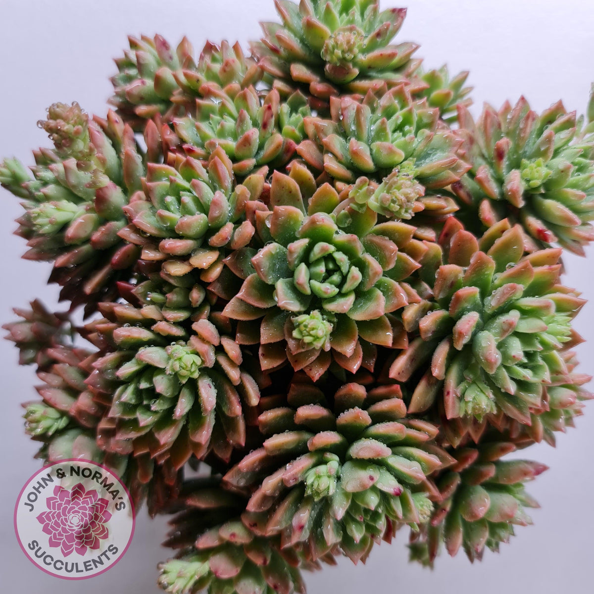 Echeveria Kerrie's Choice - Cutting/s