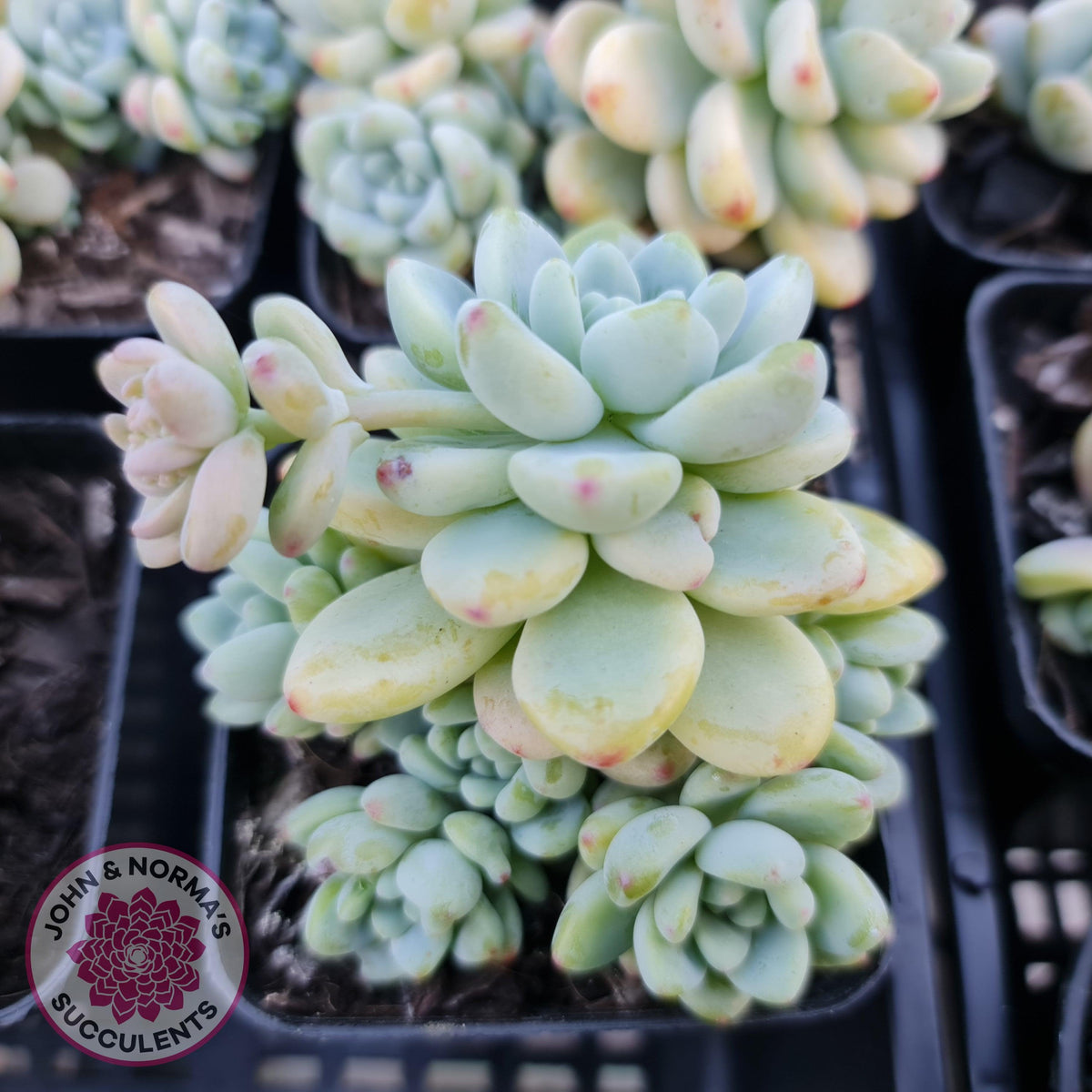 Sedum clavatum (multi)