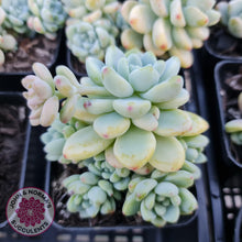 Load image into Gallery viewer, Sedum clavatum - John & Norma's Succulents