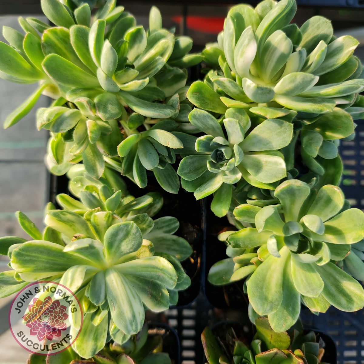 Aeonium Castello-Paivae Variegata 'Suncup'