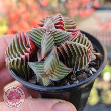 Load image into Gallery viewer, Crassula capitella ssp thyrsiflora - John & Norma's Succulents