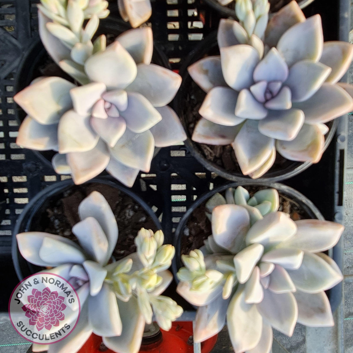 Graptoveria 'Tricolour'