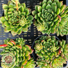 Load image into Gallery viewer, Echeveria Emerald Ripple - John & Norma's Succulents