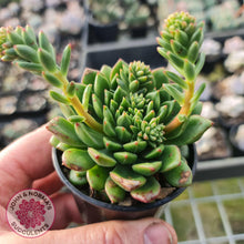 Load image into Gallery viewer, Echeveria Emerald Ripple - John & Norma's Succulents