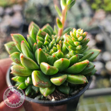 Load image into Gallery viewer, Echeveria Emerald Ripple - John & Norma's Succulents