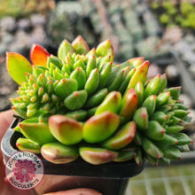 Load image into Gallery viewer, Echeveria Emerald Ripple - John & Norma's Succulents
