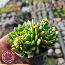 Load image into Gallery viewer, Echeveria Emerald Ripple - John & Norma's Succulents