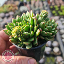Load image into Gallery viewer, Echeveria Emerald Ripple - John & Norma's Succulents