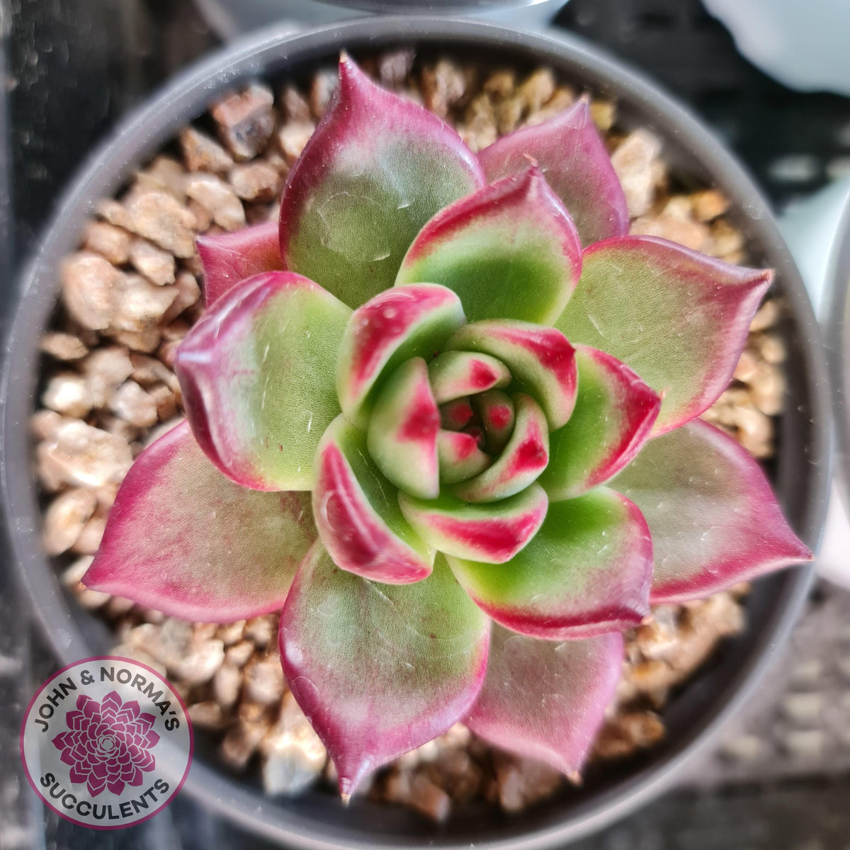 Echeveria agavoides 'Concord'