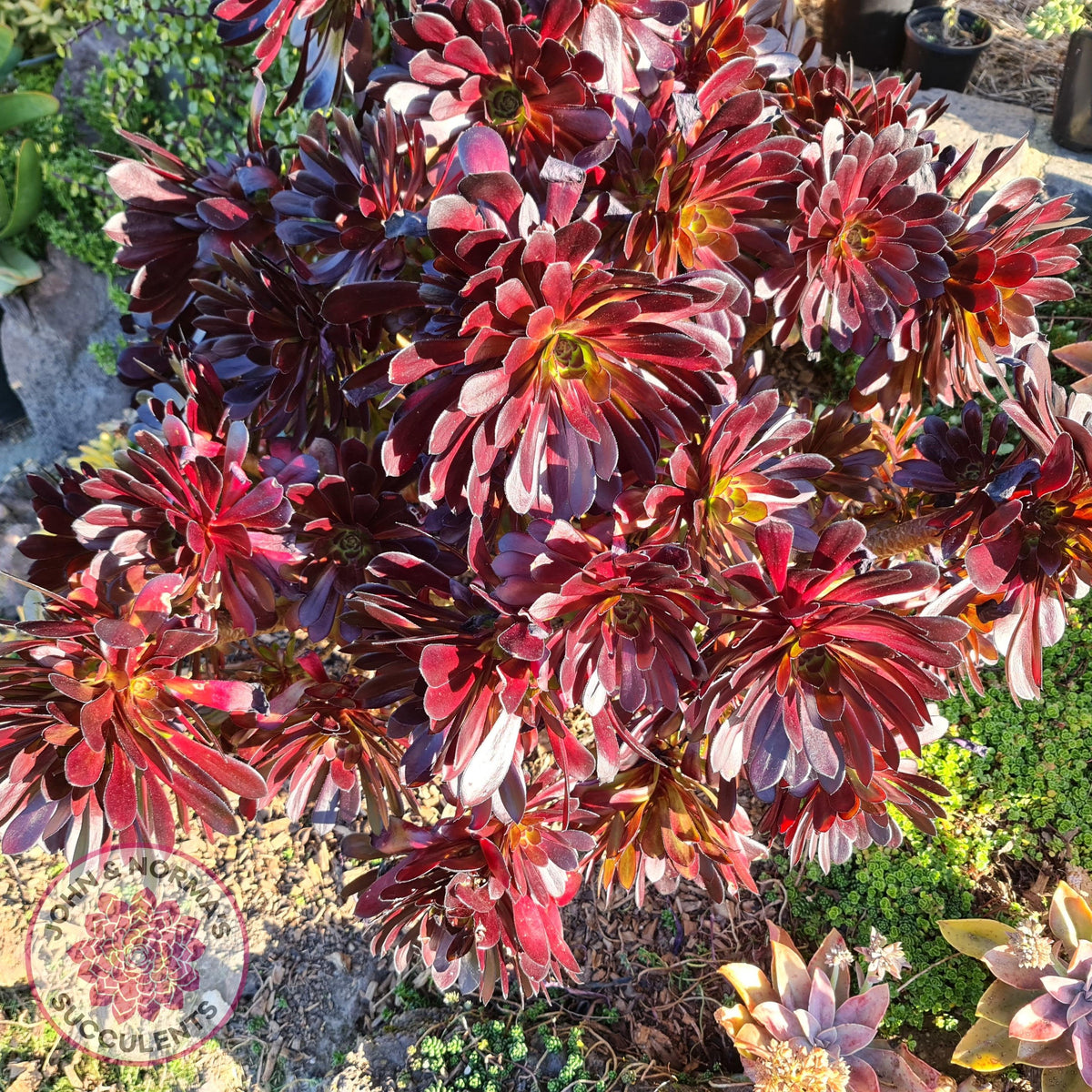Aeonium ‘Zwartkop’ - Cutting