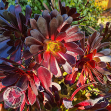 Load image into Gallery viewer, Aeonium ‘Zwartkop’ - Cutting - John & Norma's Succulents