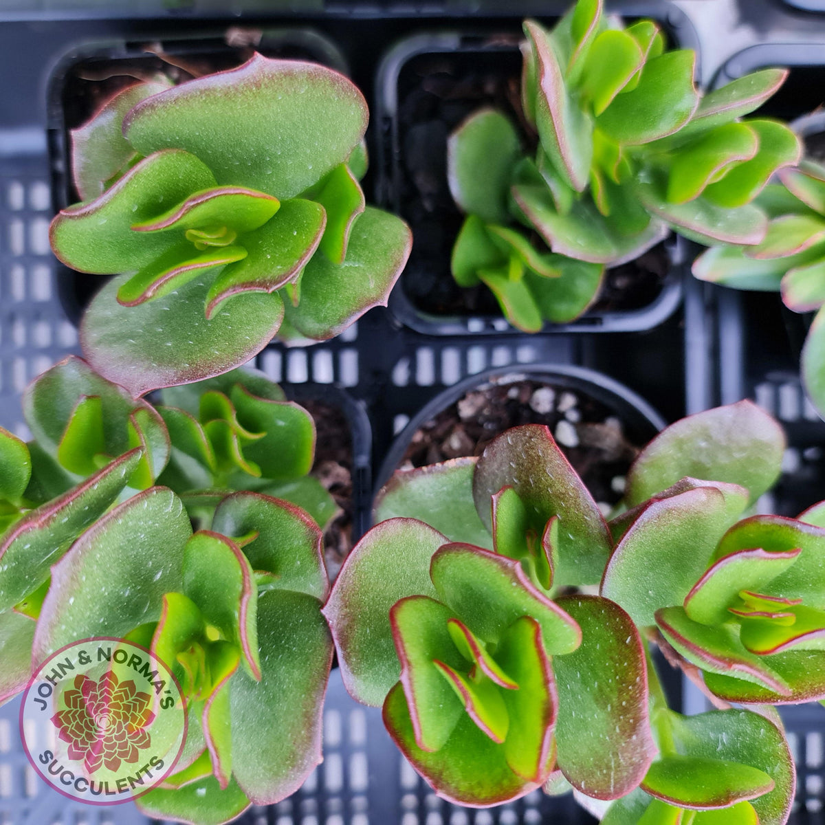 Cotyledon woodii