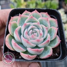 Load image into Gallery viewer, Echeveria Silhouette - John & Norma's Succulents
