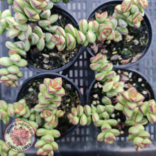 Load image into Gallery viewer, Crassula Rupestris - John & Norma's Succulents