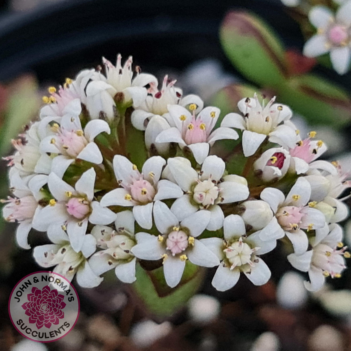 Crassula Rupestris
