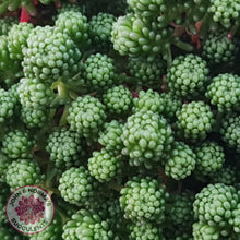 Load image into Gallery viewer, Sedum Lydium - John & Norma's Succulents