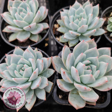 Load image into Gallery viewer, Echeveria Bluebird - John & Norma's Succulents