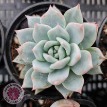 Load image into Gallery viewer, Echeveria Bluebird - John & Norma's Succulents