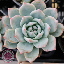 Load image into Gallery viewer, Echeveria Bluebird - John & Norma's Succulents