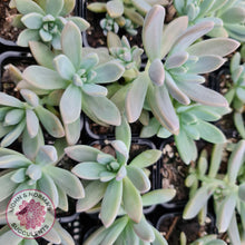 Load image into Gallery viewer, Graptosedum 'Francesco Baldi' - John & Norma's Succulents