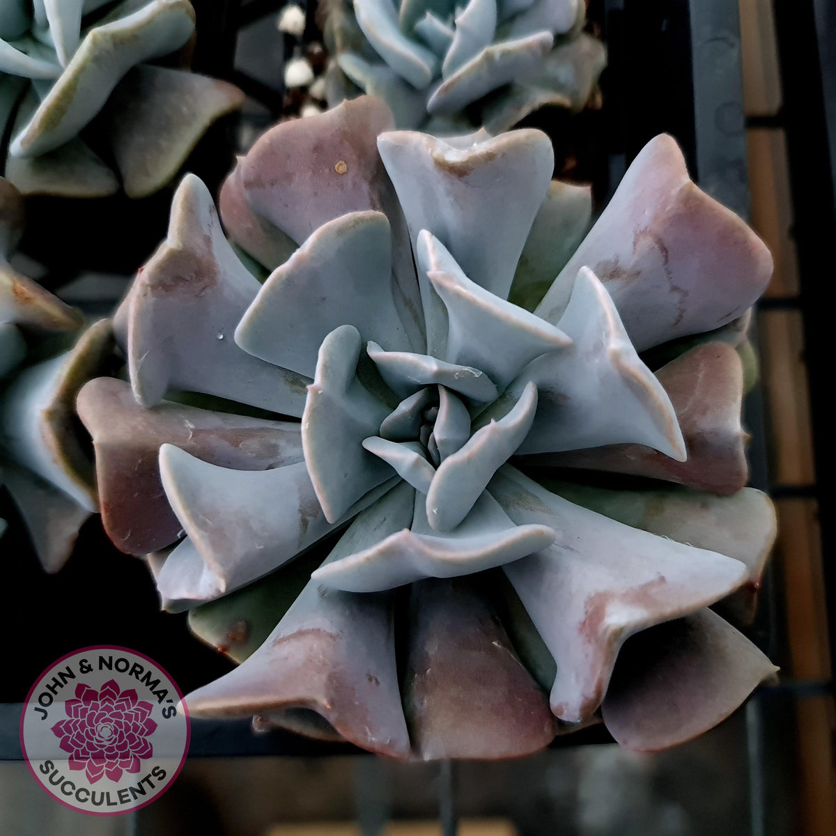 Echeveria Cubic Frost - Single