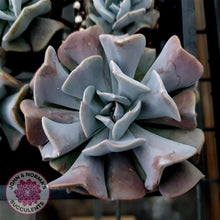 Load image into Gallery viewer, Echeveria Cubic Frost - Single Head - John & Norma's Succulents