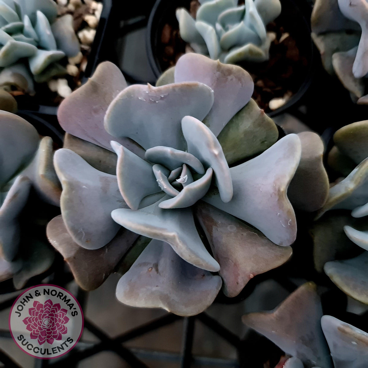 Echeveria Cubic Frost - Single
