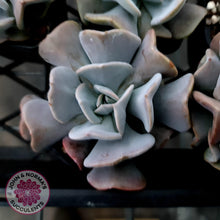 Load image into Gallery viewer, Echeveria Cubic Frost - Single Head - John & Norma's Succulents