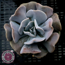 Load image into Gallery viewer, Echeveria Cubic Frost - Single Head - John & Norma's Succulents
