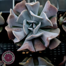 Load image into Gallery viewer, Echeveria Cubic Frost - Single Head - John & Norma's Succulents