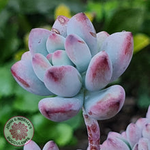 Load image into Gallery viewer, Sedum Comic Tom - Small - John & Norma's Succulents