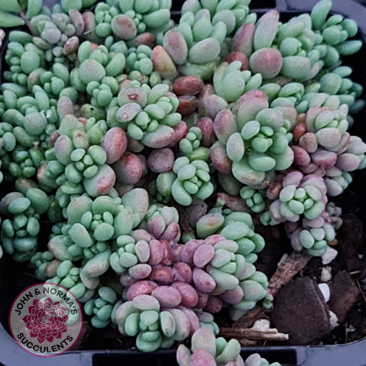 Sedum dasyphyllum 'Lilac Mound'