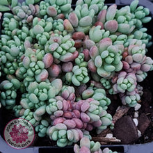 Load image into Gallery viewer, Sedum dasyphyllum Lilac Mound - John & Norma's Succulents