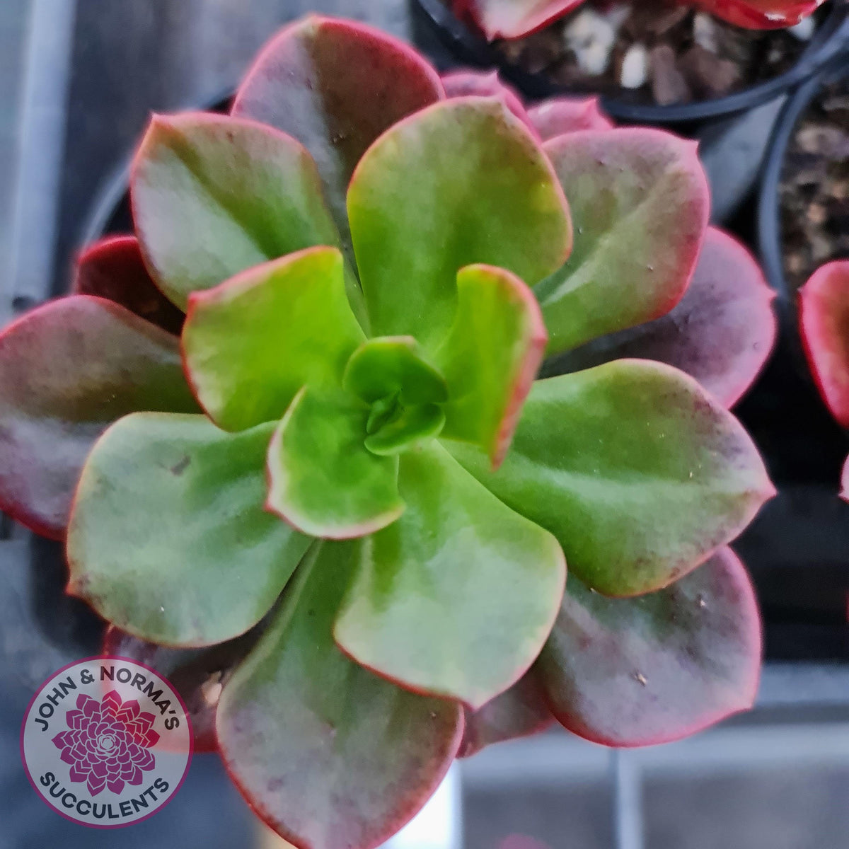 Echeveria multicaulis lipstick